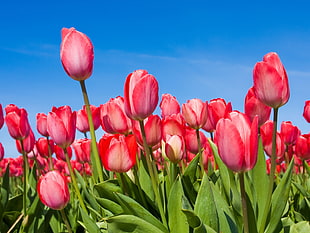 close up photography of tulips