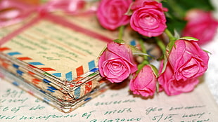 pink roses, flowers, photography, rose, writing HD wallpaper