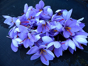 blue saffron crocus flowers