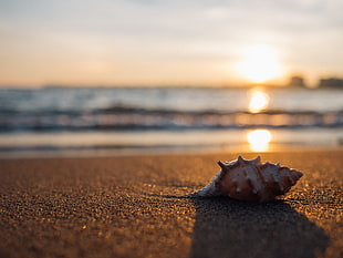 depth of field photography of sea shell on sea shore