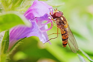 Hoverfly perched on purple flower