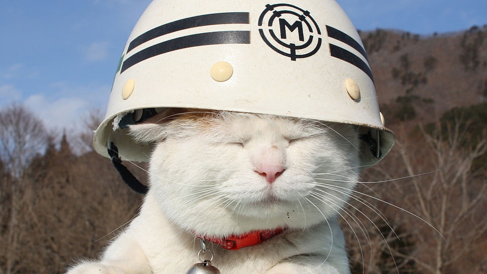 white cat wearing white and black M helmte HD wallpaper