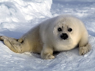white sea lion, animals, seals, snow, baby animals