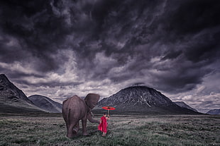 woman holding umbrella walking beside gray elephant