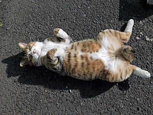 white and orange tabby cat lying on gray surface