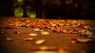 dried maple leaves on the ground HD wallpaper