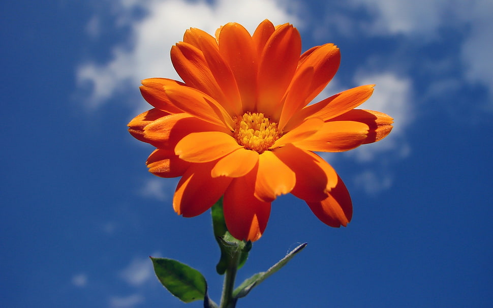 low angle photo of orange and yellow petaled flower HD wallpaper
