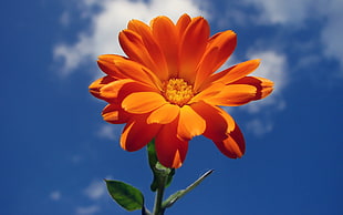 low angle photo of orange and yellow petaled flower