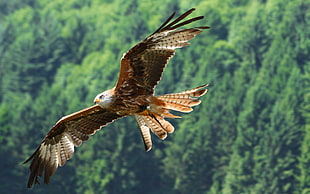 Falcon on flight over tall trees