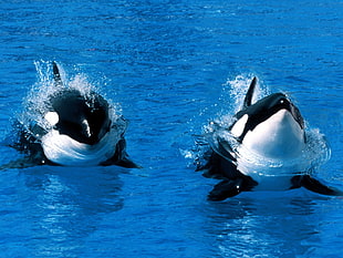 two white-and-black orca fishes, orca, water, whale, animals