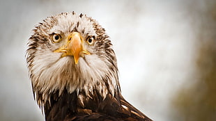 soft focus photography of American Eagle HD wallpaper