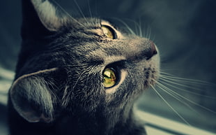 black tabby cat HD wallpaper