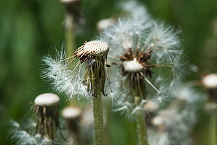 close up photography of white Dandelions