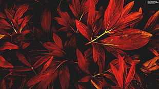 red flower, leaves, nature, red, fall HD wallpaper