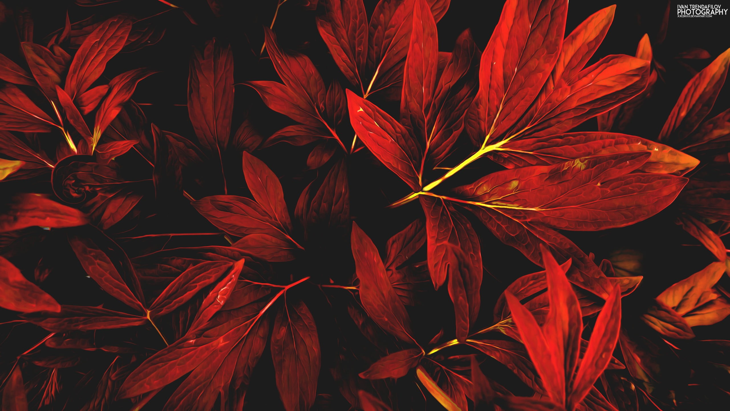 Red flower, leaves, nature, red, fall HD wallpaper | Wallpaper Flare