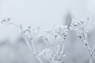 snowconed tree branch, plants, ice, winter, nature
