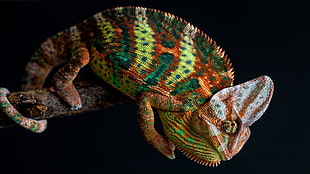 green and brown Chameleon, nature, animals, chameleons, colorful