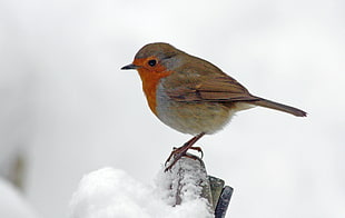 selective focus photography of orange and gray feathered bird, robin