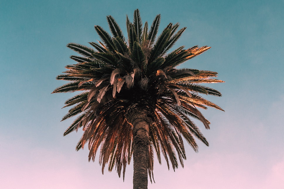 brown tree, Palm, Tree, Bottom view HD wallpaper