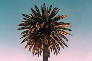 brown tree, Palm, Tree, Bottom view