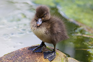 black and yellow duckling HD wallpaper