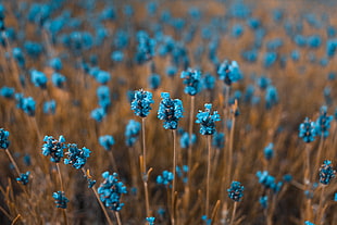 photography of blue petaled flowers