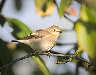 gray Bird on brown tree branch, pied flycatcher
