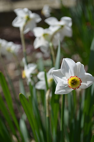 white and yellow daffodil flower, nature, green, flowers, grass