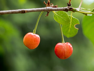 selective focus photography of round red fruits
