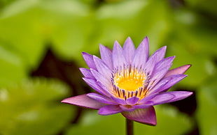 purple Water Lily flower