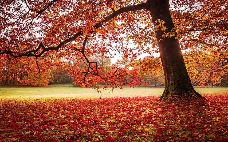 maple tree, nature, landscape, park, fall HD wallpaper