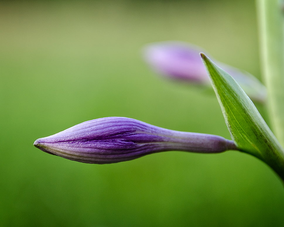 purple flower bud selective focus photography HD wallpaper