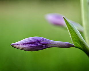 purple flower bud selective focus photography