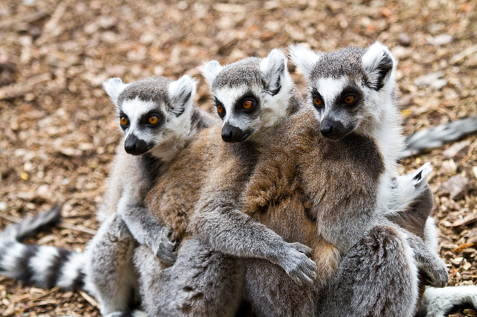 three gray-and-white Lemurs HD wallpaper