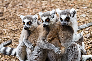 three gray-and-white Lemurs