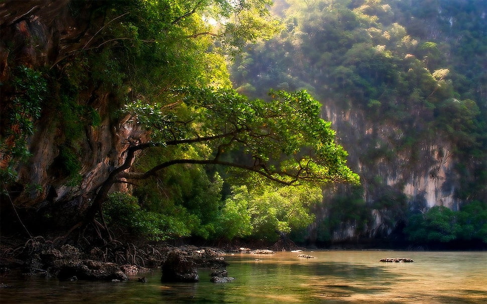 green leafed trees, nature, landscape, trees, mountains HD wallpaper