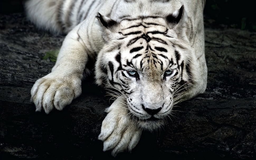 white tiger HD wallpaper