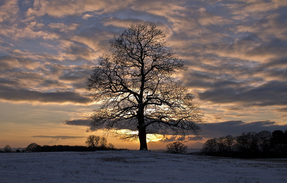 silhouette photo of tree HD wallpaper