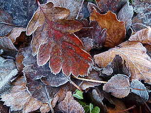pile of brown and red dried leaves HD wallpaper