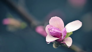 focus photography of pink petal flower