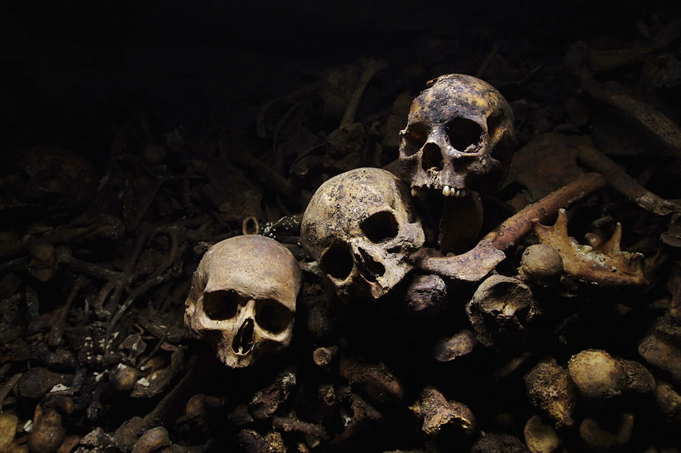 three gray skulls, skull HD wallpaper