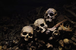 three gray skulls, skull HD wallpaper