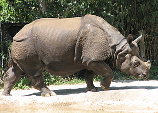 brown rhinoceros near grass during daytime HD wallpaper