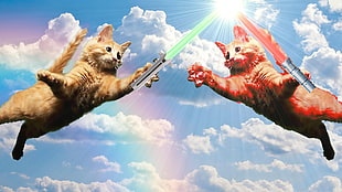 two short-fur orange and red cats, Jedi, cat, humor, lightsaber HD wallpaper