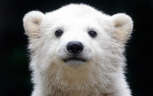 close up photography of Polar Bear
