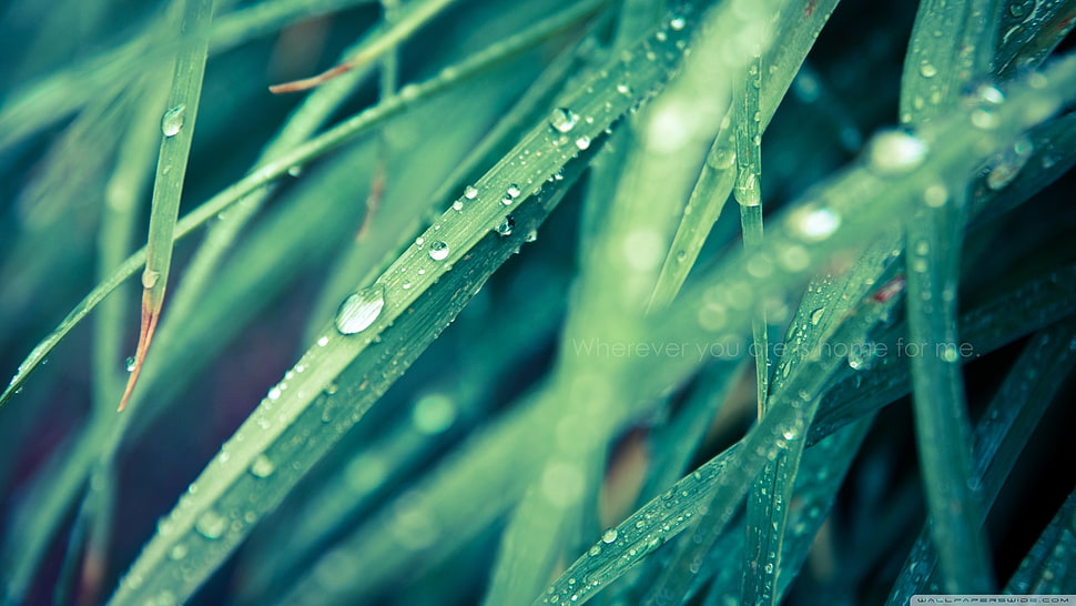 grass leaf, grass, macro HD wallpaper