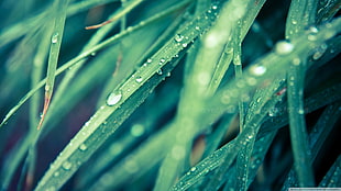 grass leaf, grass, macro