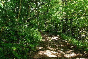 pathway in between trees HD wallpaper