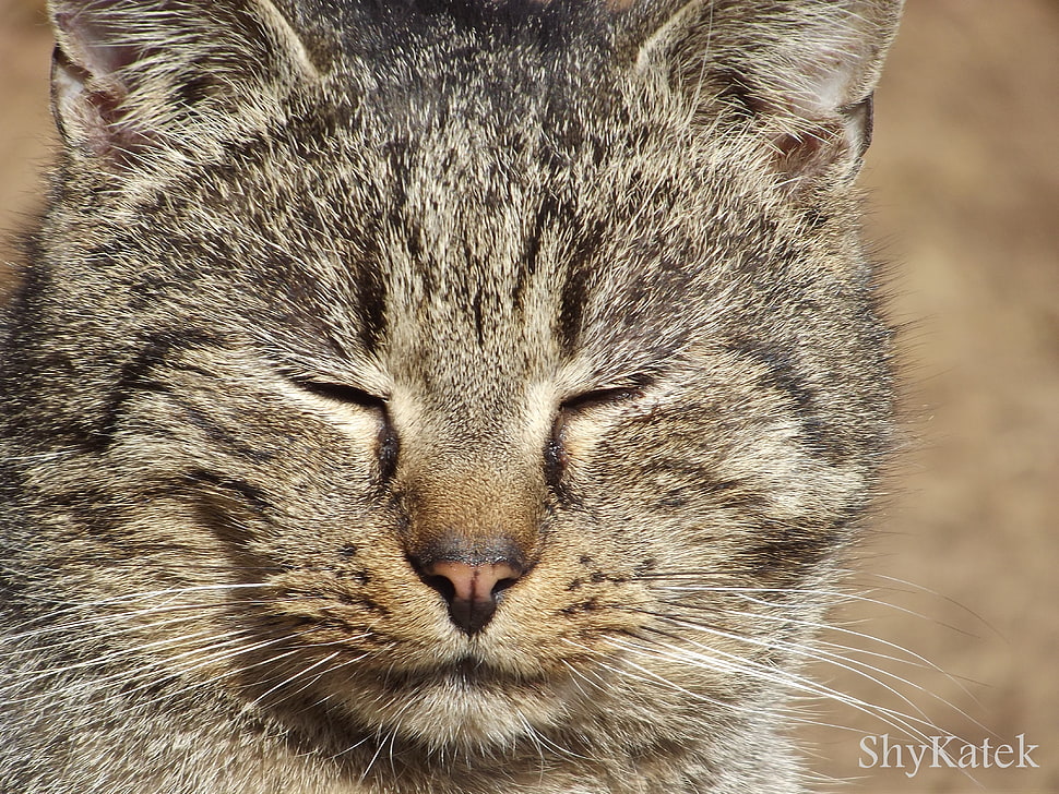closeup photo of silver tabby cat HD wallpaper