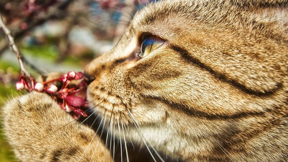brown cat, animals, cat HD wallpaper